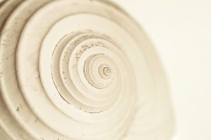 Foto einer versteinerten Schnecke