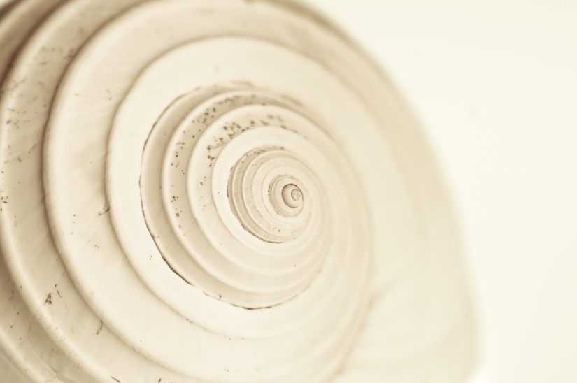 Foto einer versteinerten Schnecke